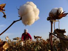 
      
      Xinjiang Files: Global brands fret over reputational, trade loss
      
      