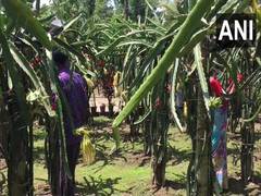 
      
      Adivasi couple in Naxalbari village growing dragon fruit to...
      
      