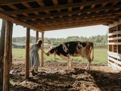 
    Brazil suspends beef exports to China after two cases of mad cow disease
    