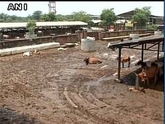 
      
      25 cows found dead in Banda shelter  
      
      