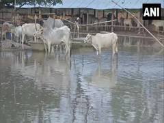 
      
      Bihar: Flood makes life miserable for cows at cow-shelter in...
      
      