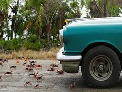 
    'Car shoes' to save migratory crabs from getting crushed under vehicles
    