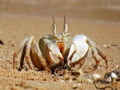 
      
      Scientists compare human brain neurons with crabs to validate...
      
      