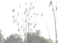 
      
      UP's Sambhal witnesses heavy influx of Siberian cranes 
      
      