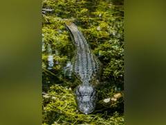 
    'Punctuated equilibrium' reason behind crocodiles evolution: Study
    