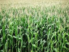 
      
      Climate change affects crops in India: Study
      
      