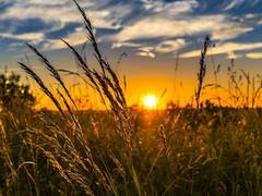 
      
      Centre sanctions over Rs 26 cr of CCL for Punjab's paddy...
      
      