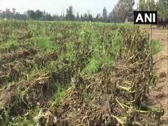 
      
      Frequent change in weather costing dearer to crops and farmers
      
      
