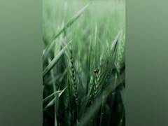 
      
      Researchers protect crops from insects using 'smell of fear'
      
      