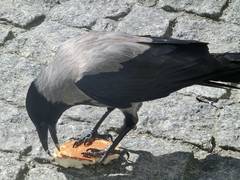 
      
      Tihar begins in Nepal with crow worship
      
      
