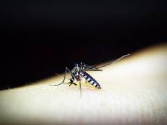 
      
      Dengue virus becomes resistant to certain vaccines: Study
      
      