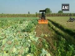 
      
      Farmer destroys cauliflower crops over poor prices, says...
      
      