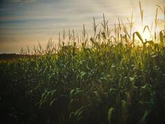 
      
      Study identifies gene that regulates root growth angle in corn
      
      