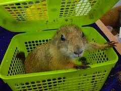 
      
      Chennai: Passenger held with 21 exotic animals at...
      
      