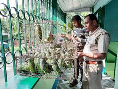 
      
      Two held with 55 parrots in WB's Siliguri
      
      