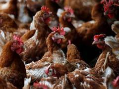 
      
      Poultry markets to open in Delhi after samples test negative...
      
      