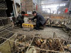 
      
      'Animals sold at Wuhan market likely cause of Covid-19 outbreak'
      
      