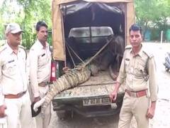 
      
      Damoh: Crocodile enters residential area due to heavy rain,...
      
      