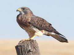 
    Eye size of birds may predict sensitivity to environmental change
    