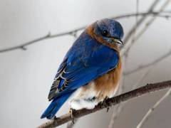 
    Study sheds light on how birds breathe better
    