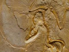 
      
      Rapidly evolving species more likely to go extinct, study suggests
      
      