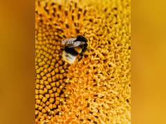
      
      Scientists discover gut bacteria that improve memory in bees
      
      