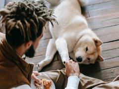 
      
      Researchers discover overweight dogs benefit from high...
      
      