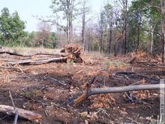 
      
      'Trees uprooted illegally from core zone of tiger reserve in...
      
      