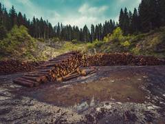 
      
      Scientists detail how deforestation drives climate change 
      
      