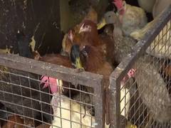 
      
      Delhi: Poultry sales dropped by 50 per cent amid bird flu scare
      
      