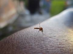 
      
      Delhi witnesses sudden surge in dengue cases
      
      