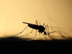 
      
      Over 63,000 cases of dengue reported in Bangladesh, 169...
      
      