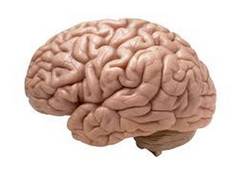 
      
      Scientists find evolutionary changes in human brain as...
      
      