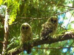 
      
      Despite habitat protection, Northern Spotted Owl population...
      
      