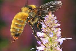 
      
      Honeybees responsible for decreasing population of...
      
      