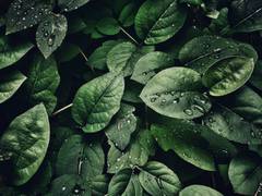 
      
      How plants activate their immune system against pathogens in rain
      
      
