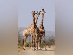
      
      Study reveals how young giraffes escape from its predators
      
      