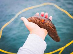 
      
      Do you know sea cucumbers can teach us about self-defence? 
      
      
