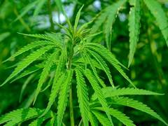 
      
      Here's how cannabis affects brain
      
      