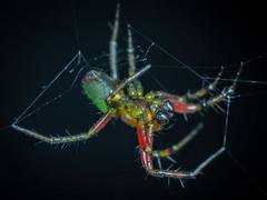 
      
      This is how male spiders counter female cannibalism
      
      