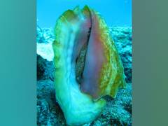 
      
      Study finds popular seafood species in sharp decline around world
      
      