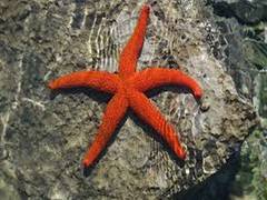 
      
      Starfish-like animal can coordinate movement without brain's...
      
      