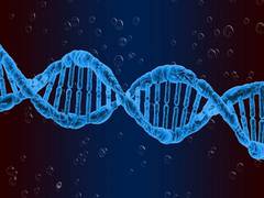 
      
      Researchers identify key RNA 'gatekeeper' in gene expression,...
      
      