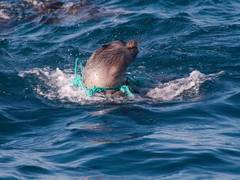 
      
      Plastic pollution threatens ocean animals: Study
      
      