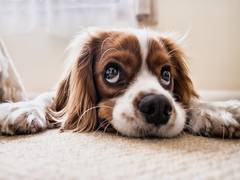 
      
      Stay in Ghaziabad? Now get licence to own a pet dog! 
      
      
