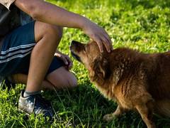 
      
      Pet and their owners diet together: Study
      
      