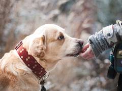
    Study reveals dogs are sensitive to their humans' choice despite their own preference
    