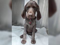 
    Dog swallows owner's engagement ring, shows X-ray
    