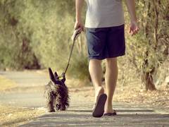 
    Dog saves family by alerting them to fire, dies in process 
    