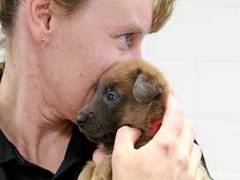 
    Genetic makeup influences decision to own a dog: Study
    